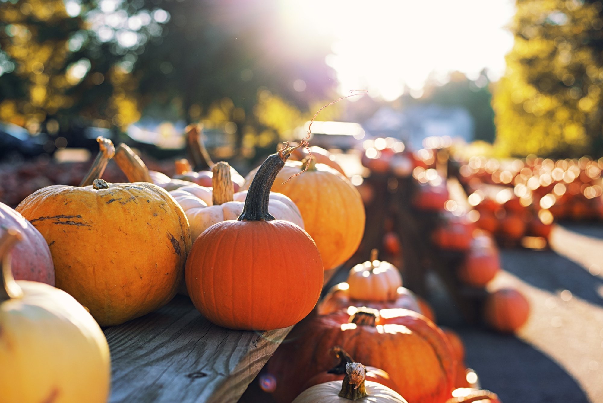 10 Pumpkin Patches, Corn Mazes & Hayrides Near Ann Arbor